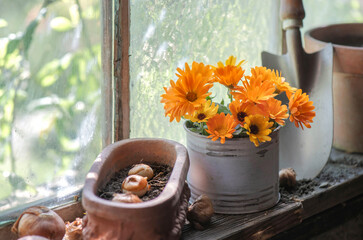bouquet of orange flowers and bulbs placed  with garden trowel on a plank near a glass of window in a garden house