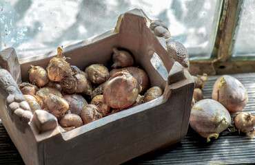 flower bulb placed decorative flowerpot in terracotta on a plank and placed near a window in a garden house