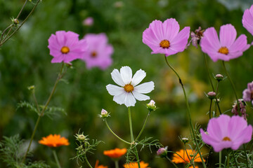 Cosmos flower in a garden
