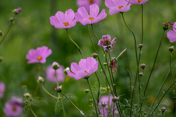 Cosmos flower in a garden