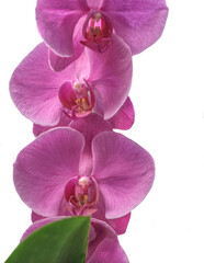 closeup on pink flowers of beautiful orchid on stem isolated on white background to cut out