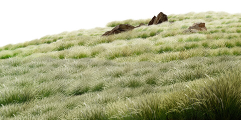 wild animal in the grass/Gently sloping grassy hillside with scattered rocks in a natural, serene landscape. © Saharattaphum