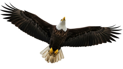 Obraz premium Isolated American Bald Eagle in flight with spread wings soaring high above, majestic bird