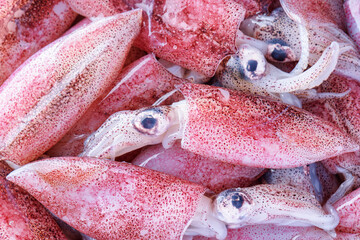 Freshly caught squids. Macro shot