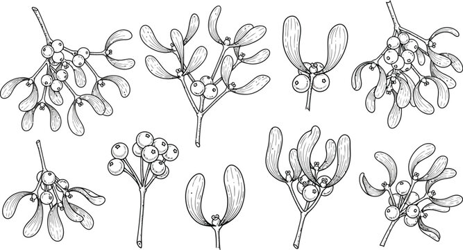 Collection of detailed hand drawn botanical illustrations depicting various sprigs and berries of mistletoe perfect for holiday design elements and natural decoration projects