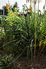 Kniphofia orange flower against lush green lawn at a solar power garden light.