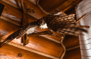 Falcon stuffed bird decoration at a wooden hunter's cabin.