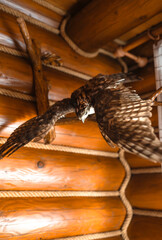 Falcon stuffed bird decoration at a wooden hunter's cabin.