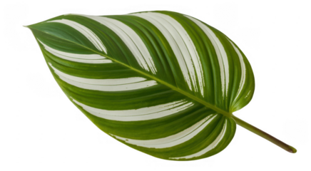 Green and white leaf green leaf variegated leaf plant leaf isolated on a transparent background