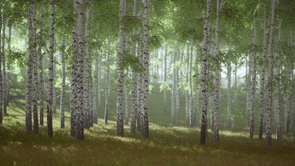 Obraz premium Golden rays filter through a serene birch forest, illuminating the delicate leaves. A mist lingers close to the ground, creating a magical atmosphere in natures embrace.