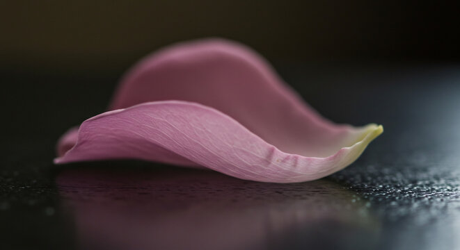 P�tale rose frais tomb� sur une surface sombre et humide des gouttes deau miroitent autour. AI Generated