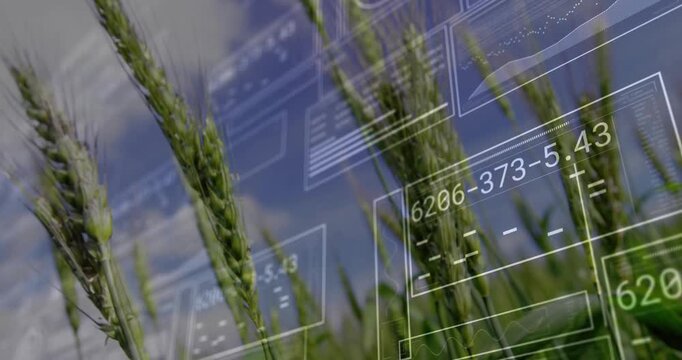 On animation start digital overlays fading over wheat, sliding into place visualizing live data