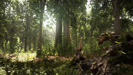 Fototapeta premium Morning light shines through tall trees in a peaceful forest. Soft leaves rustle in the gentle breeze, creating a tranquil atmosphere. Nature awakens with quiet beauty.