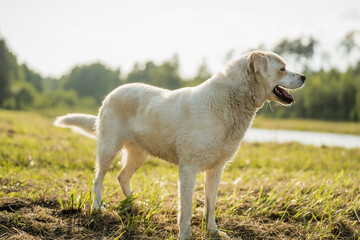 Fototapeta premium Happy mixed breed dog with Labrador type appearance walking and relaxing outdoors near a lake. Peaceful nature setting with grass, water and forest background. Concept of active lifestyle with dog, pe
