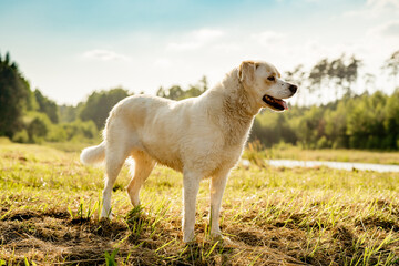 Happy mixed breed dog with Labrador type appearance walking and relaxing outdoors near a lake....