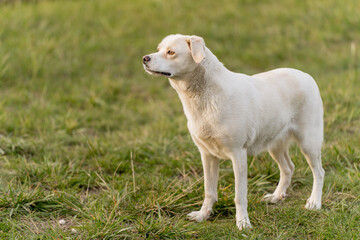 Obraz premium Happy mixed breed dog with Labrador type appearance walking and relaxing outdoors near a lake. Peaceful nature setting with grass, water and forest background. Concept of active lifestyle with dog, pe