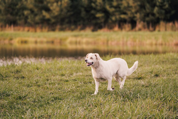 Obraz premium Happy mixed breed dog with Labrador type appearance walking and relaxing outdoors near a lake. Peaceful nature setting with grass, water and forest background. Concept of active lifestyle with dog, pe