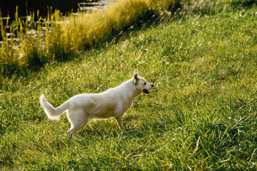 Fototapeta premium Happy mixed breed dog with Labrador type appearance walking and relaxing outdoors near a lake. Peaceful nature setting with grass, water and forest background. Concept of active lifestyle with dog, pe