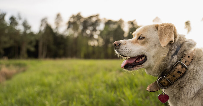 Happy mixed breed dog with Labrador type appearance walking and relaxing outdoors near a lake. Peaceful nature setting with grass, water and forest background. Concept of active lifestyle with dog, pe
