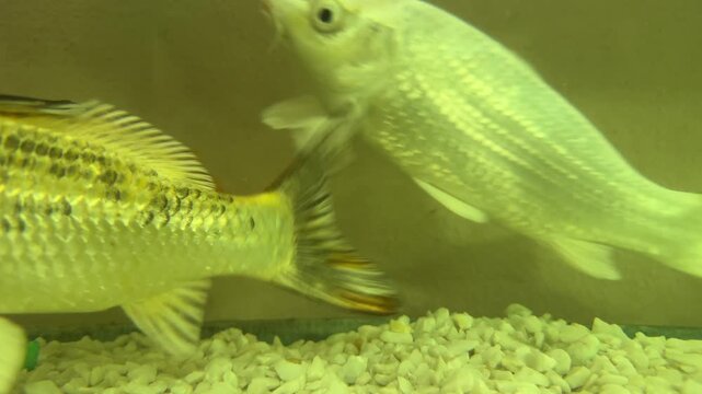 Fish swimming in aquarium - Peaceful Pet Life.