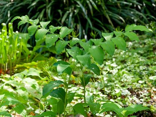 Polygonatum multiflorum | Solomon's Seal - David's Harp - Ladder of Heaven - Mountain Lily. Shade-loving plant with arching stems bearing creamy-white tubular flowers hanging from the leaf axils
