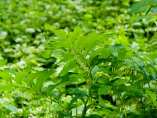 Solomon's Seal (Polygonatum multiflorum). Graceful plant with arching stems adorned with clusters of drooping, tubular white flowers tinged with green beneath elegant, green, lance-shaped leaves