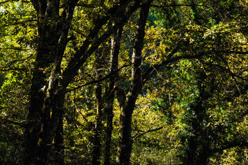 Obraz premium Paysages ruraux du Sud-Ouest de la France