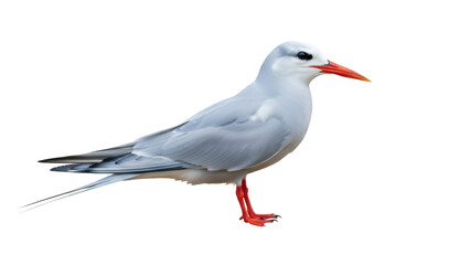 Isolated Caspian tern stands in profile with red beak and feet, aquatic bird species