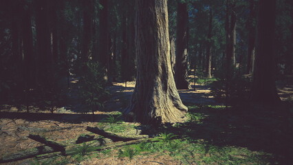 Obraz premium Beneath a bright midday sun, towering trees fill the forest, their thick trunks casting shadows on the soft earth. Lush ferns grow at their base, creating a peaceful and natural atmosphere.