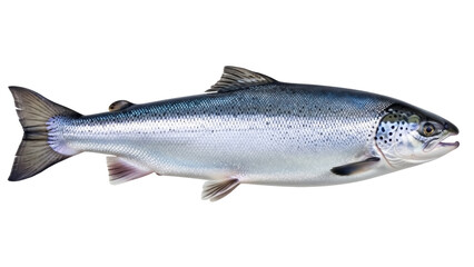 Isolated full length shot of a silver salmon fish, a popular seafood choice for dining