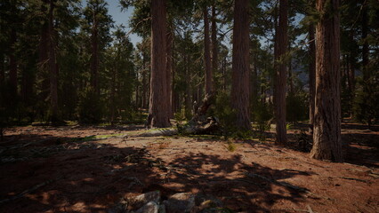 Fototapeta premium Sunlight filters through the tall trees in a peaceful forest. The ground is covered in fallen leaves and pine needles, creating a soft carpet.
