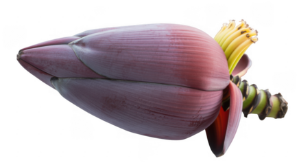 Banana flower with purple petals yellow stamens close-up isolated on a transparent background