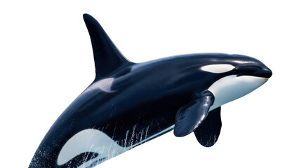 Isolated killer whale swimming, showing its distinctive black and white markings, marine life