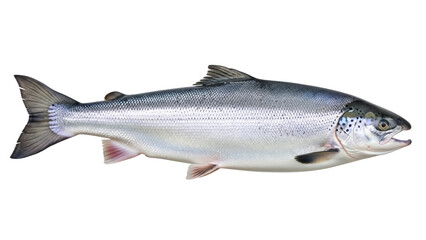 Isolated Salmon, whole, close-up, saltwater fish common in the North Atlantic Ocean, mature specimen