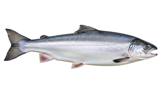 Isolated Salmon, whole, close-up, saltwater fish common in the North Atlantic Ocean, mature specimen