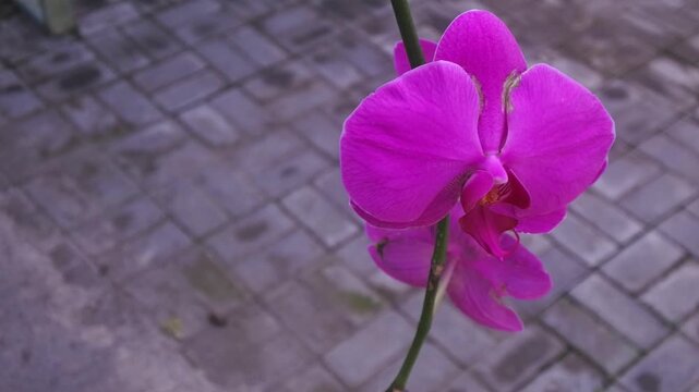 The ornamental plant moon orchid or hybrid phalaenopsis with purplish pink petals and bright red and orange center or labellum that grows well in a nursery