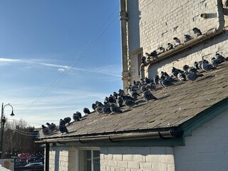Pigeons sitting on the roof of a British pub