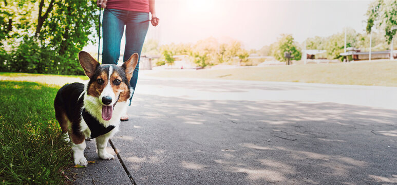 Person, dog and walk in road with loyalty, protection and bonding together for exercise on weekend. Banner, pet owner and Corgi puppy outdoor for neighborhood stroll, fitness and wellness with space.