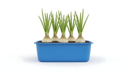 Fototapeta premium Green onions growing in a blue pot on white background