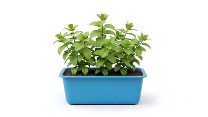 Fototapeta premium Vibrant green plant in a bright blue rectangular pot on white background