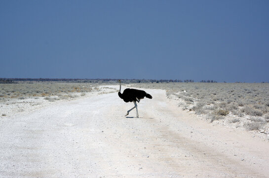 Autruche dans le parc national d'Etosha en Namibie 