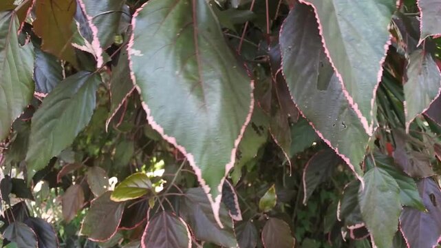 The outdoor ornamental shrubs such as sablo, red acalyptus, mangsi leaf, fire fiji, copperleaf, jacob's coat, flamengueira or acalypha wilkesiana with large leaves that have many color patterns