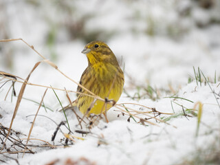 Goldammer, Yellowhammer, Emberiza citrinella