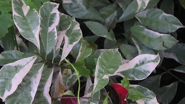 The outdoor ornamental shrubs such as sablo, red acalyptus, mangsi leaf, fire fiji, copperleaf, jacob's coat, flamengueira or acalypha wilkesiana with large leaves that have many color patterns