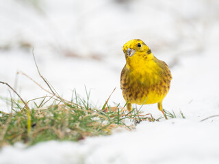 Goldammer, Yellowhammer, Emberiza citrinella