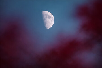 Waxing gibbous moon with red foliage