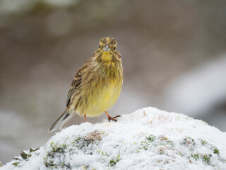 Goldammer, Yellowhammer, Emberiza citrinella