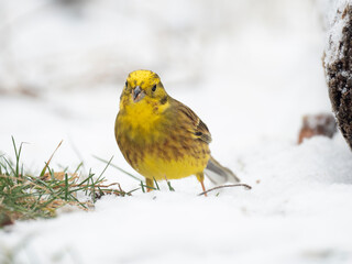 Goldammer, Yellowhammer, Emberiza citrinella