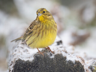Goldammer, Yellowhammer, Emberiza citrinella