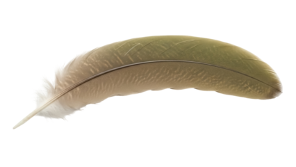 Isolated olive-green feather, detailed structure, quill, fluffy textures, natural element